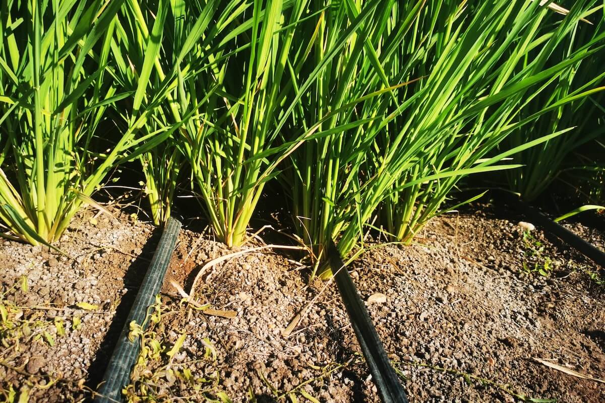 La coltivazione del riso 